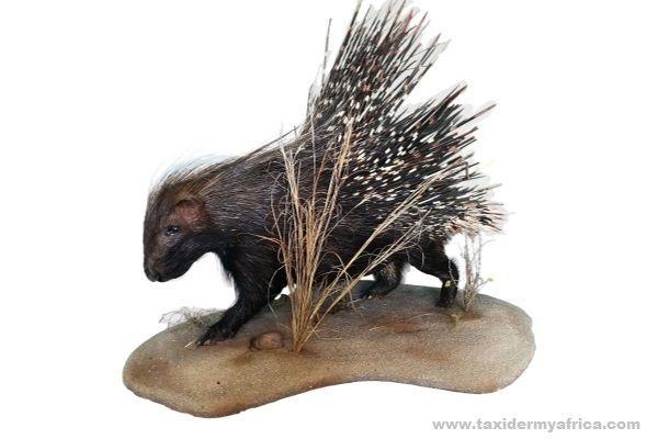 Porcupine Full Mount