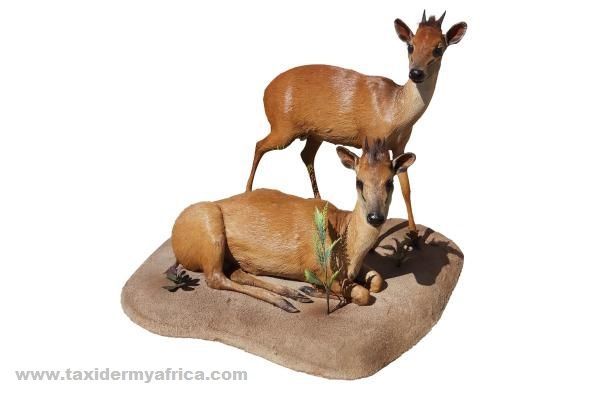 Red Duiker Duo Mount