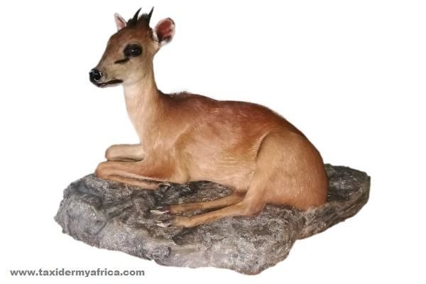 Red Duiker full mount