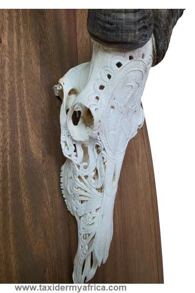 Red Hartebeest Carved Skull