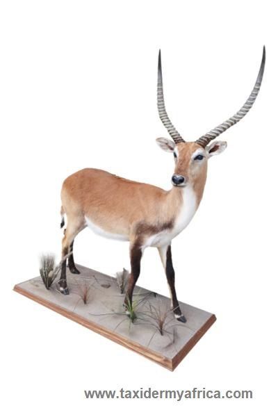 Red Lechwe Full Mount