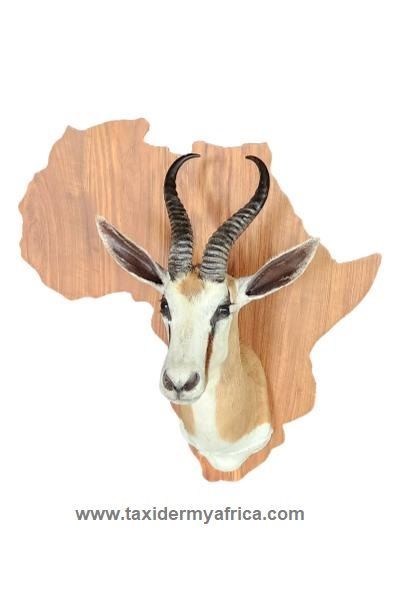SA Springbuck Shoulder Mount on Africa shield