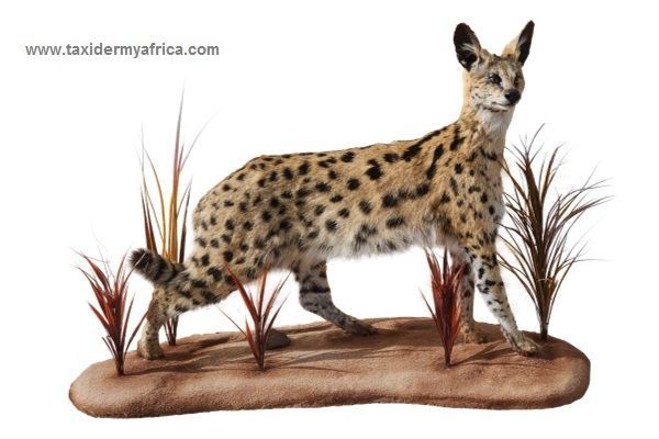 Serval Full Mount