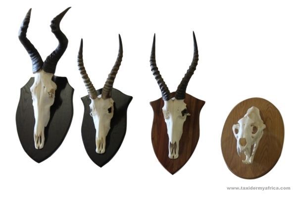 Various shield options