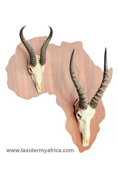 Springbuck & Blesbuck Duo Skull mount on Africa shield
