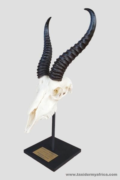 Springbuck Skull on metal stand