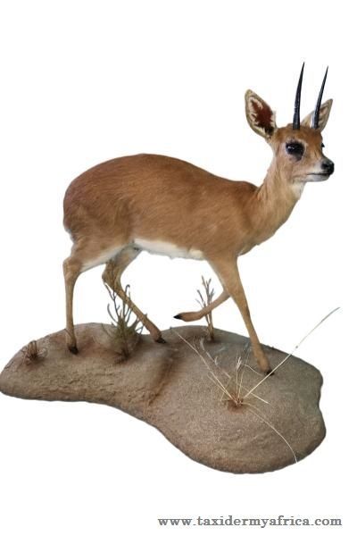 Steenbok on informal base