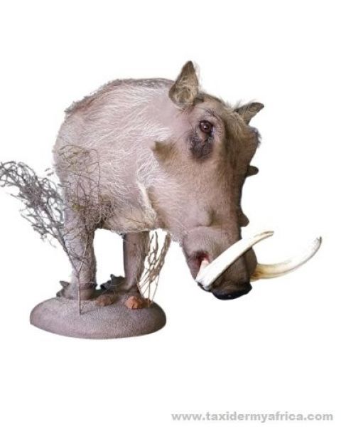 Warthog Half Mount, kneeling