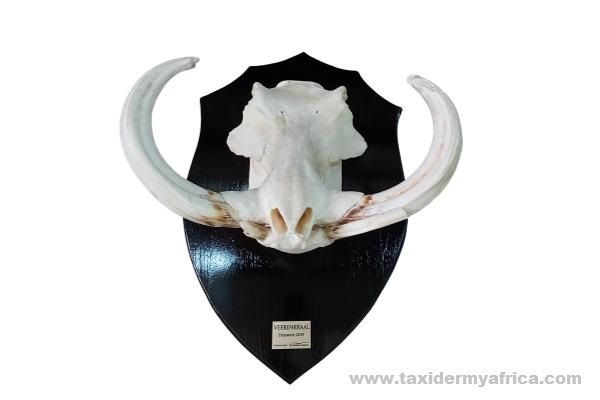 Warthog European Skull Mount