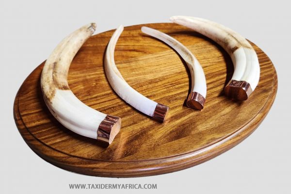 Warthog tusks on shield with brass fittings