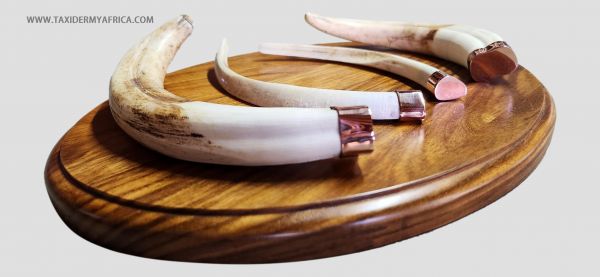 Warthog tusks on shield with brass fittings