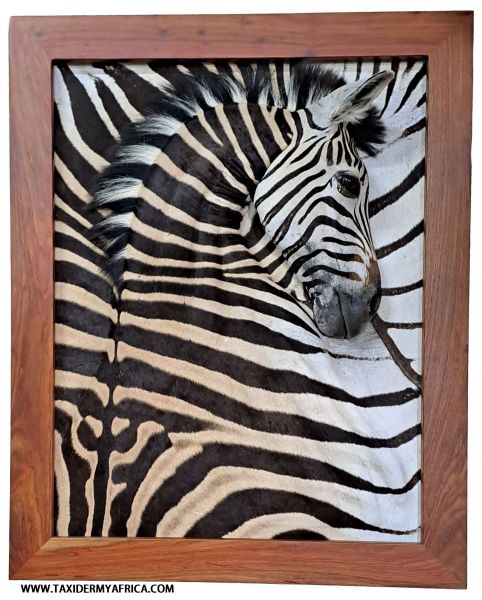 Zebra 3D Mount Shadow Box