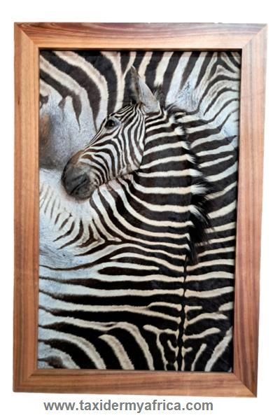 Zebra 3D Mount